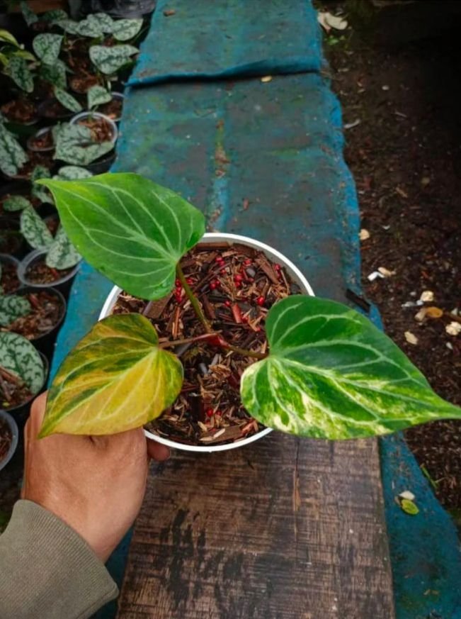 King of spades varigata